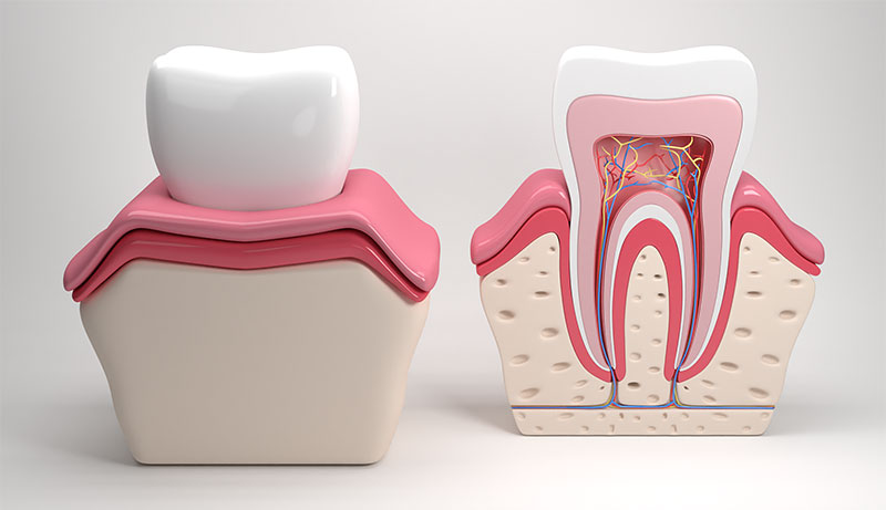 поперечное сечение зуба